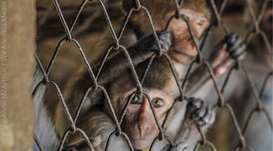 monkeys behind cage grabbing the metal fence