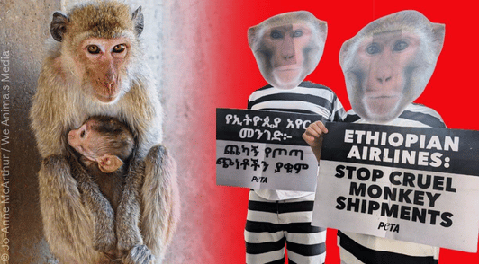 protesters dresssed up like imprisoned monkeys next to monkey holding baby