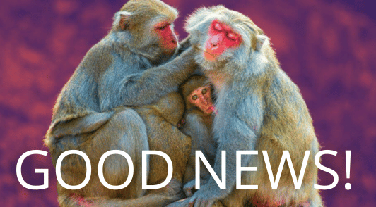 family of monkeys with the words good news