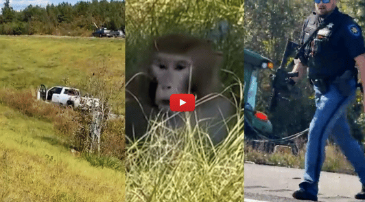monkey in grass next to image of a man with a large gun