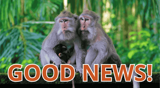monkeys in nature with the words good news