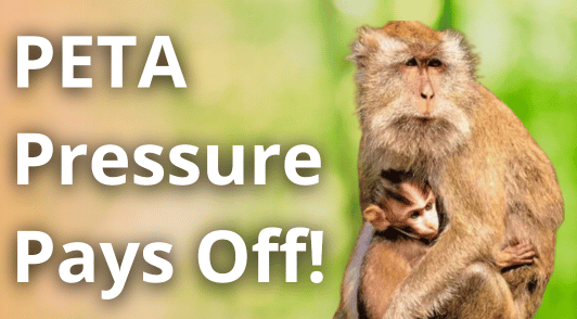 monkey and her baby with the words PETA pressure pays off