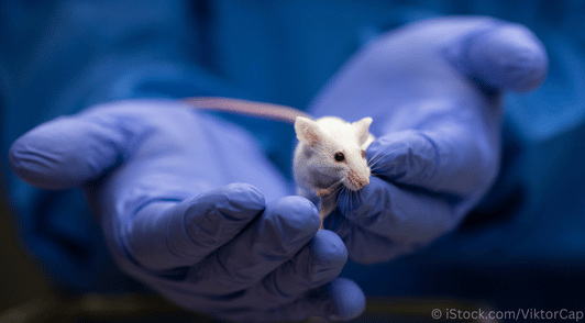 person wearing gloves holding white rodent