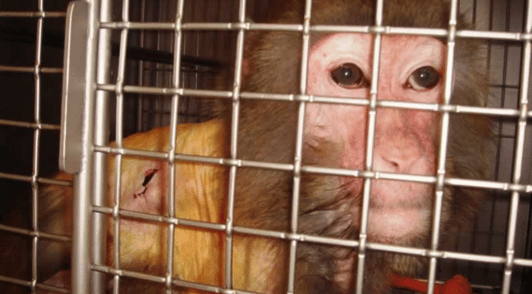 injured monkey in laboratory cage