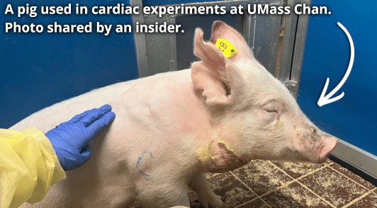 pig with the words a pig used in cardiac experiments at UMass Chan Photo shared by an insider