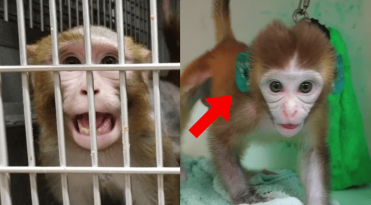 monkeys in laboratories