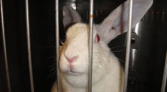 rabbit in laboratory cage