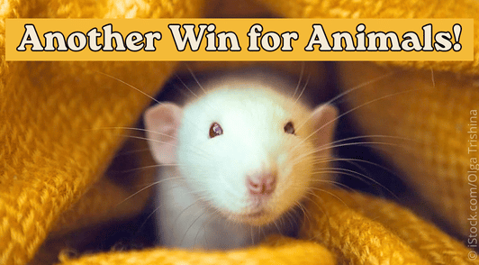 rat underneath yellow blanket with the words another win for animals