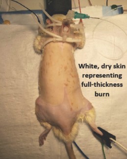 Burn On Rats Dogs Given Heart Attacks and Rats Burned: Help! | Save Animals | peta2