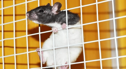 rat handing onto side of cage