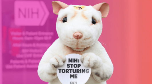 person dressed up like rodent holding a sign reading NIH stop torturing me