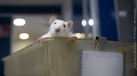 rodent looking out over top of container