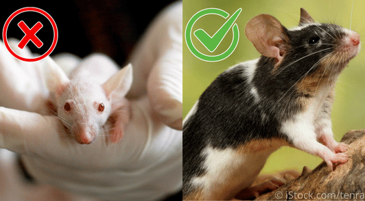 rodent in lab next to a rodent in nature