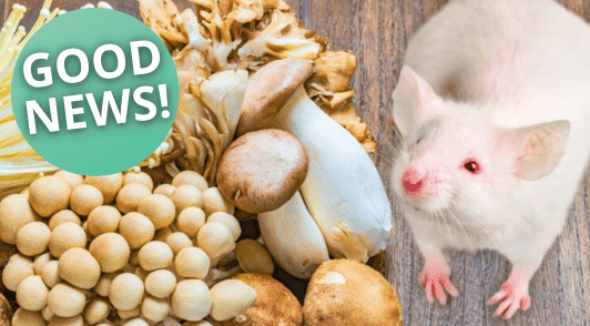 rat next to images of mushrooms and the words good news