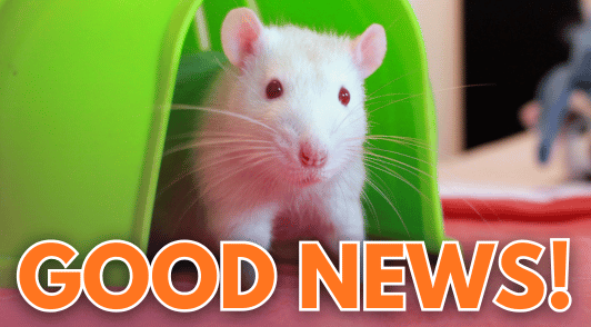 white rat with the words good news