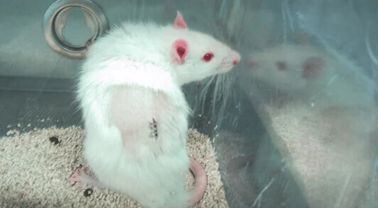 rodent in lab with incision in back