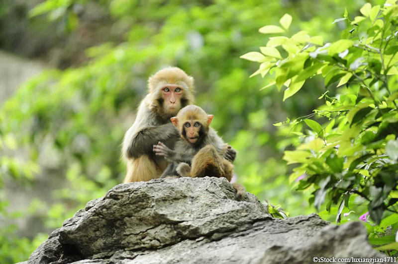 rhesus monkeys