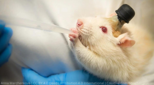 rodent who had a cruel craniotomy procedure