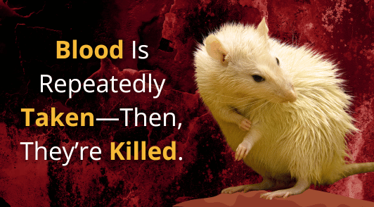 rat on bloody background with the words Blood is repeatedly taken then theyre killed
