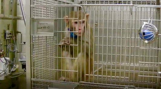 monkey in laboratory cage
