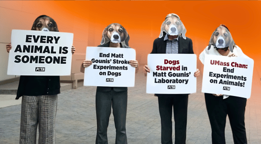 animal defenders dressed like beagles and holding signs