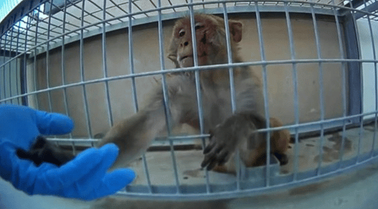 monkey in cage holding hand of investigator