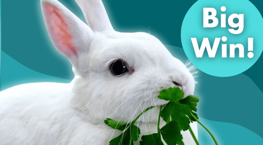 rabbit eating with the words big win