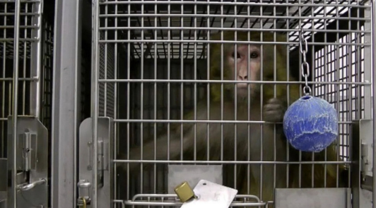 monkey in laboratory cage