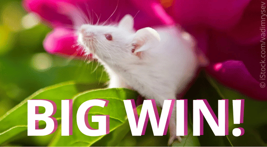 white mouse and pink flowers with the words big win