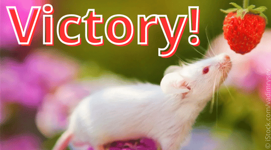mouse sniffing raspberry with the word victory