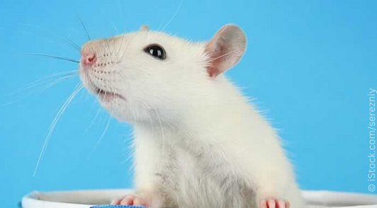 white rat on blue background
