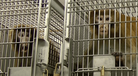 two monkeys in laboratory cages
