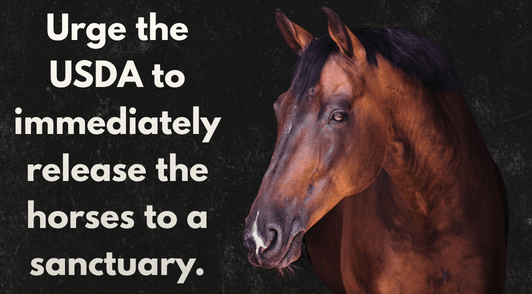 horse with the words urge the USDA to immediately release the horses to a sanctuary