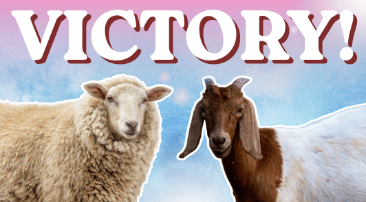 sheep and a goat with the word victory