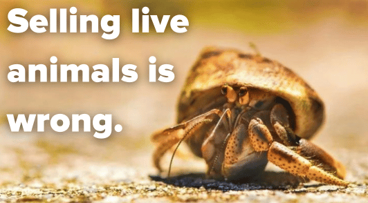 hermit crab with the words selling live animals is wrong