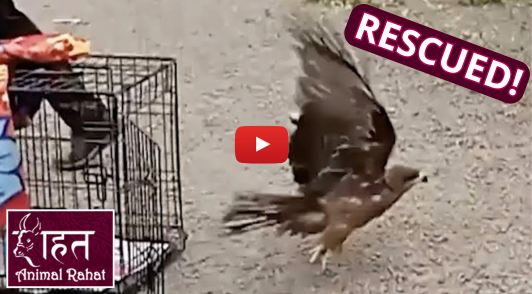 bird flying away after being rescued from kite string