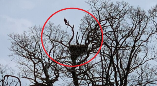 eagle next to nest in tree