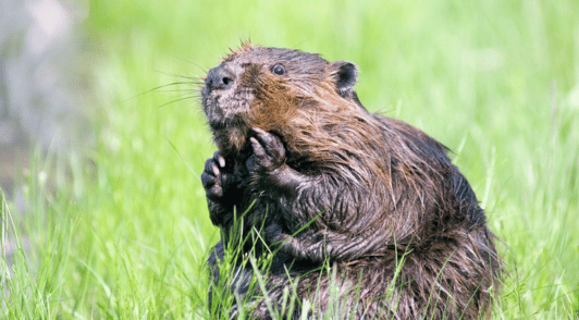 scared looking beaver in grass