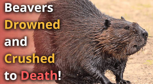 beaver with the words beavers drowned and crushed to death