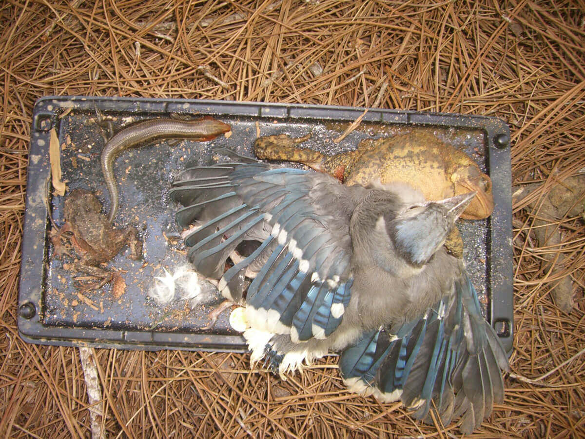 wld bird lizard gt nc cmp ftc Urge Your U.S. Representative to Help Ban Cruel Glue Traps Now!