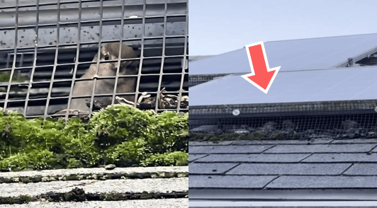 birds trapped on roof