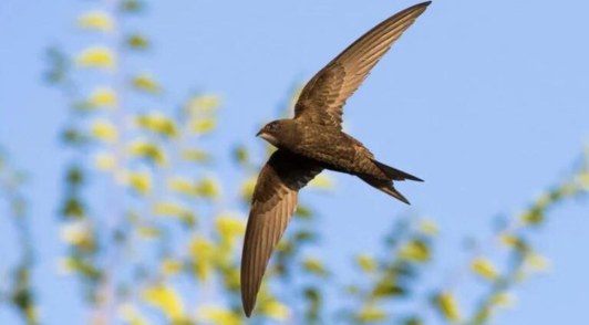 chimney swift bird flying