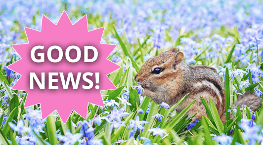 chipmunk in flower field with the words good news