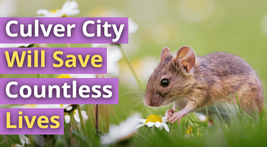 mouse in the grass with flowers with the words Culver City Will Save Countless Lives