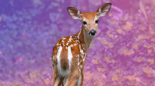 baby deer on purple and pink background