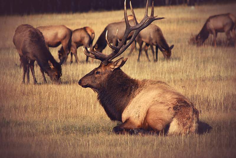 photo of beautiful elk