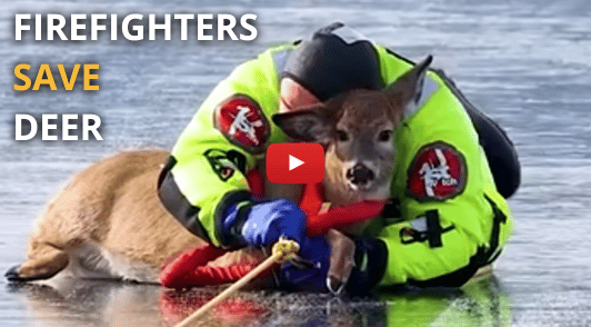 person rescuing deer on the ice with the words firefighters save deer
