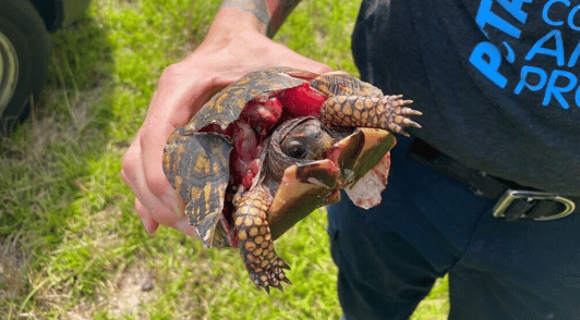 severely injured turtle being rescued