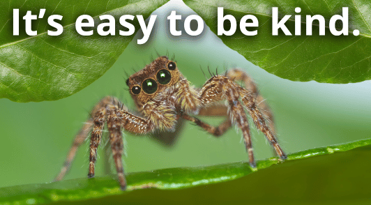 spider looking at camera with the words its easy to be kind