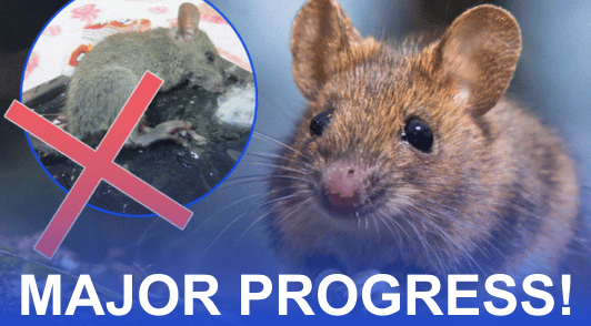 mouse in nature next to mouse on glue trap